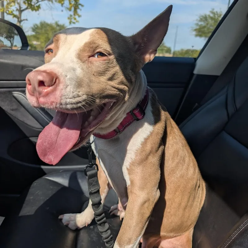 A baby medium-sized female American Staffordshire Terrier dog named Shirley for adoption in Martinez, CA