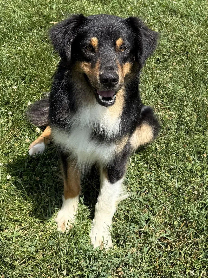 A young medium-sized male Australian Shepherd dog named Daniel for adoption in Alexandria, VA