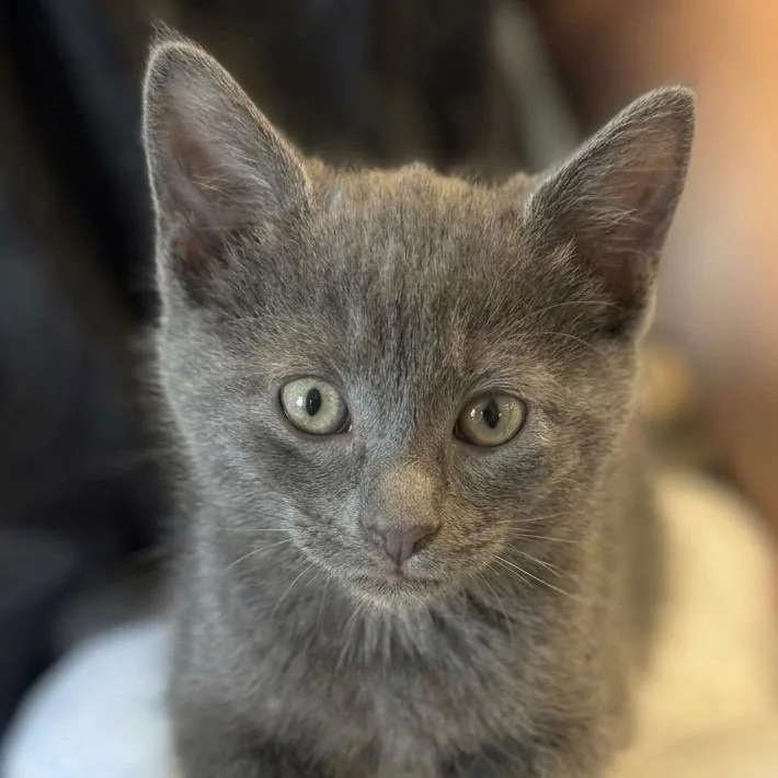 A baby medium-sized male Gray / Blue / Silver Domestic Short Hair cat named Joseph for adoption in Johnson City, TN