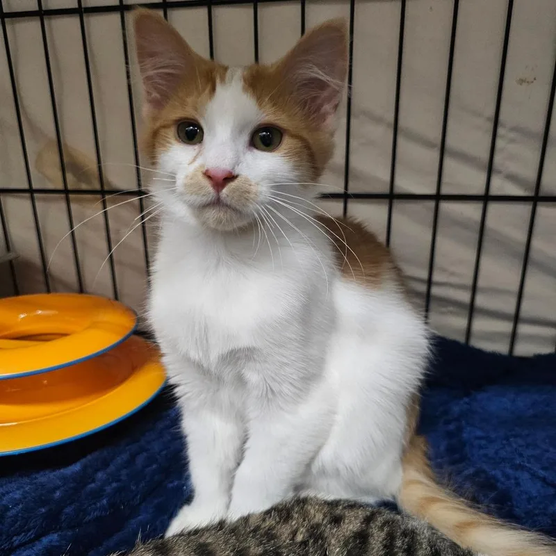 A baby small-sized female Orange / Red Domestic Long Hair cat named Molly for adoption in Bismarck, ND