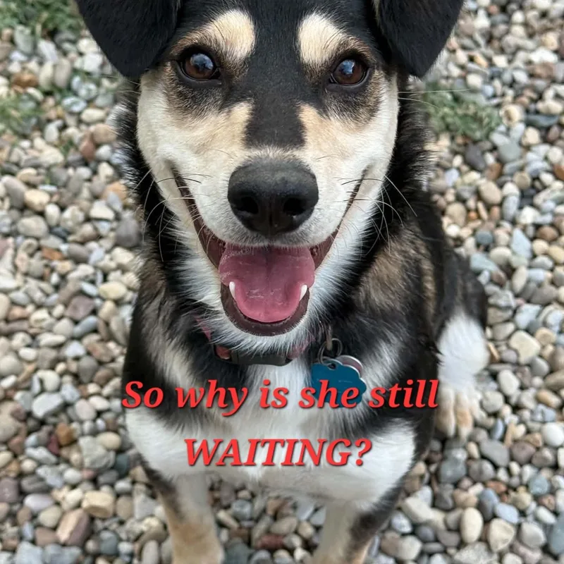 A young medium-sized female Tricolor (Brown, Black, & White) Mixed Breed dog named Carly for adoption in Shelbyville, KY