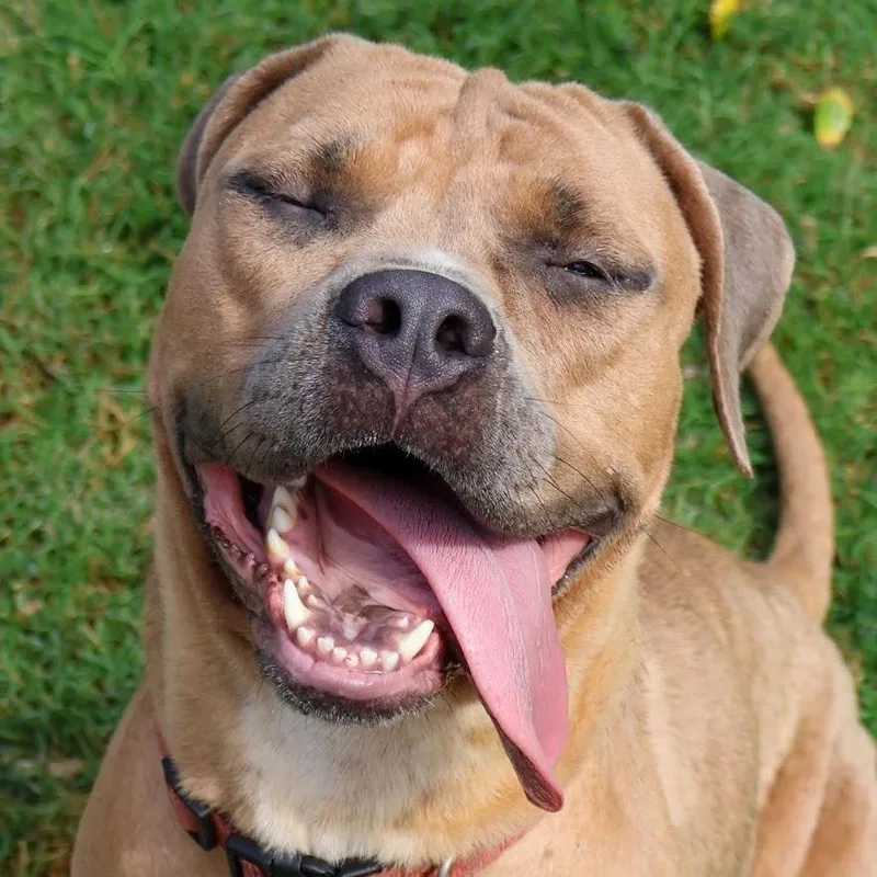 A young large-sized female Mastiff dog named Caramel for adoption in Hollister, MO