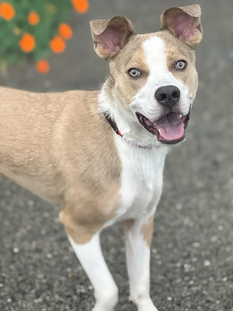 A young medium-sized male Golden Basenji dog named Ky for adoption in Anderson, IN