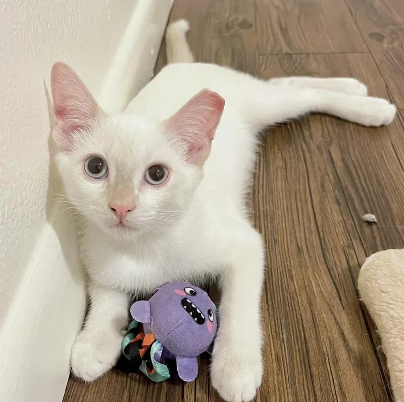 A baby medium-sized male Domestic Short Hair cat named Maji for adoption in tucson, AZ