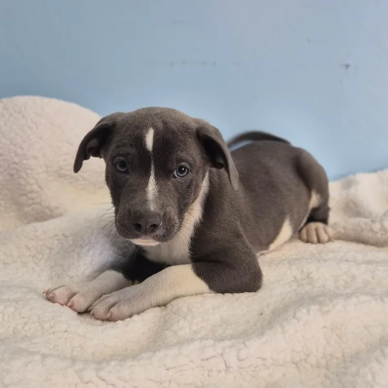 A baby small-sized male Mixed Breed dog named Night Crawler for adoption in Wahiawa, HI