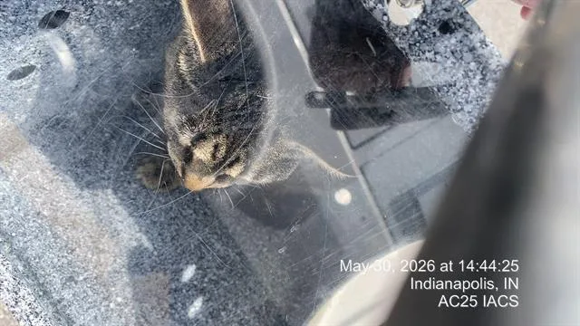 A young small-sized female Domestic Short Hair cat named Daisy for adoption in Indianapolis, IN