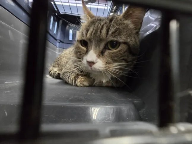 An adult large-sized male Domestic Short Hair cat named Allen for adoption in Chatsworth, CA