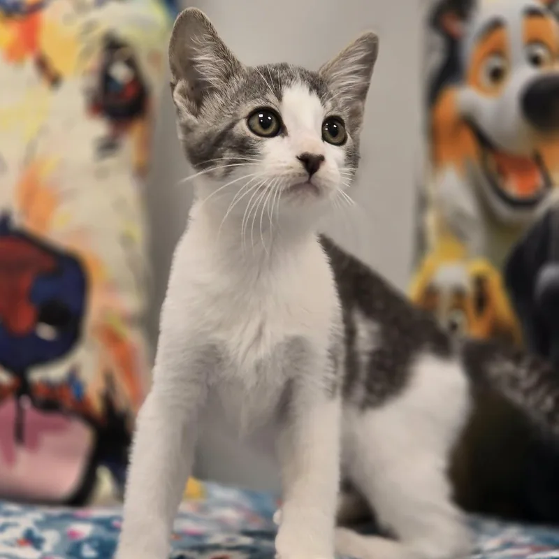 A young medium-sized female Tabby (Gray / Blue / Silver) Domestic Short Hair cat named Fifi for adoption in Effingham, IL