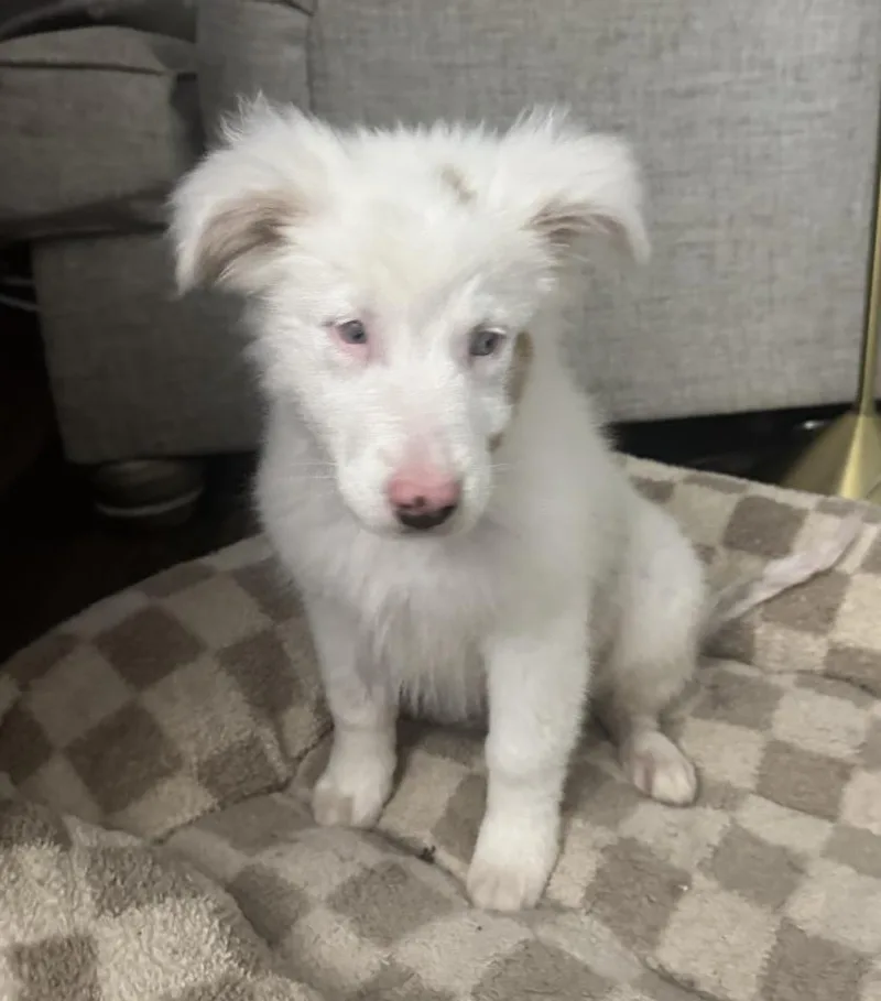 A young medium-sized female Australian Shepherd dog named Peas for adoption in Arlington, TX