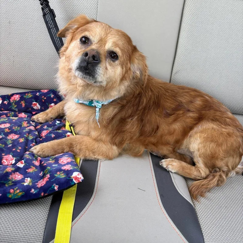 A young small-sized male Golden Chihuahua dog named Louis for adoption in Dayton, OH