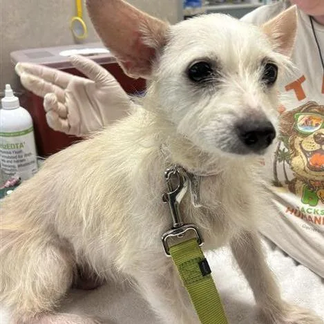 A young small-sized female White / Cream Mixed Breed dog named Baby for adoption in Jacksonville, FL