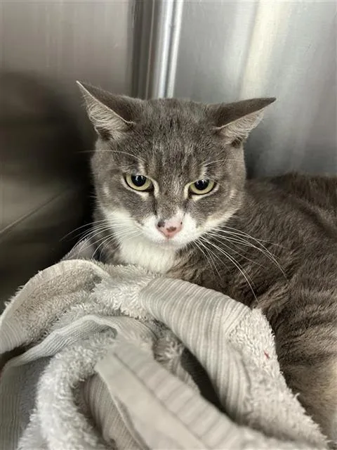 A young small-sized male Domestic Short Hair cat named Ewan for adoption in San Antonio, TX