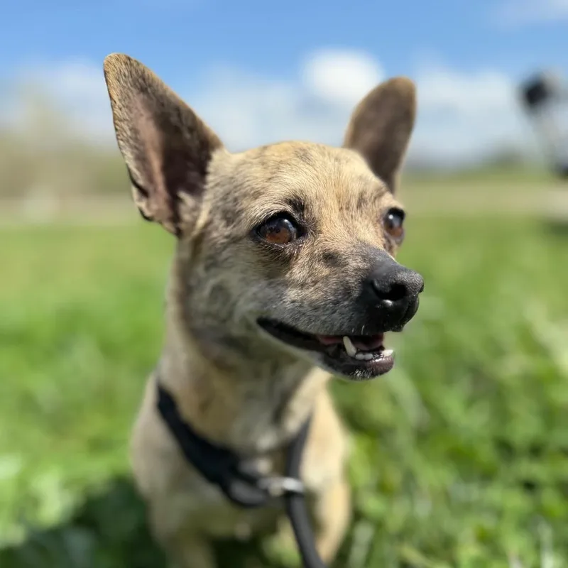An adult small-sized female Brindle Mixed Breed dog named Willa Dean for adoption in Southside, TN