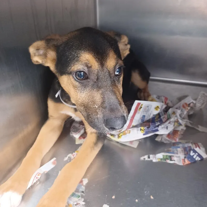 A baby small-sized female Black Feist dog named Wisteria for adoption in Hattiesburg, MS