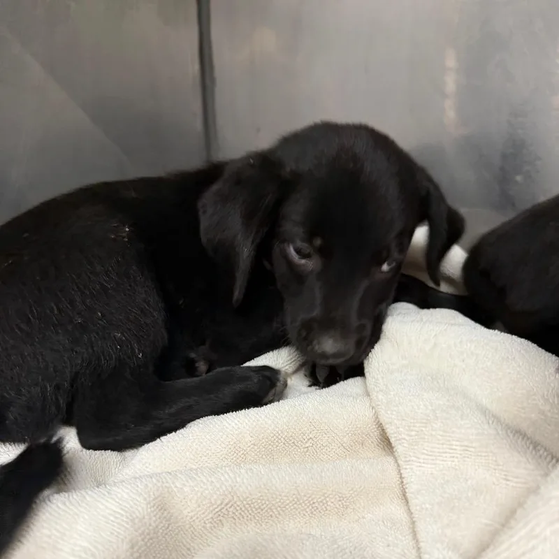 A baby small-sized male Black Labrador Retriever dog named Chad for adoption in Parrish, AL