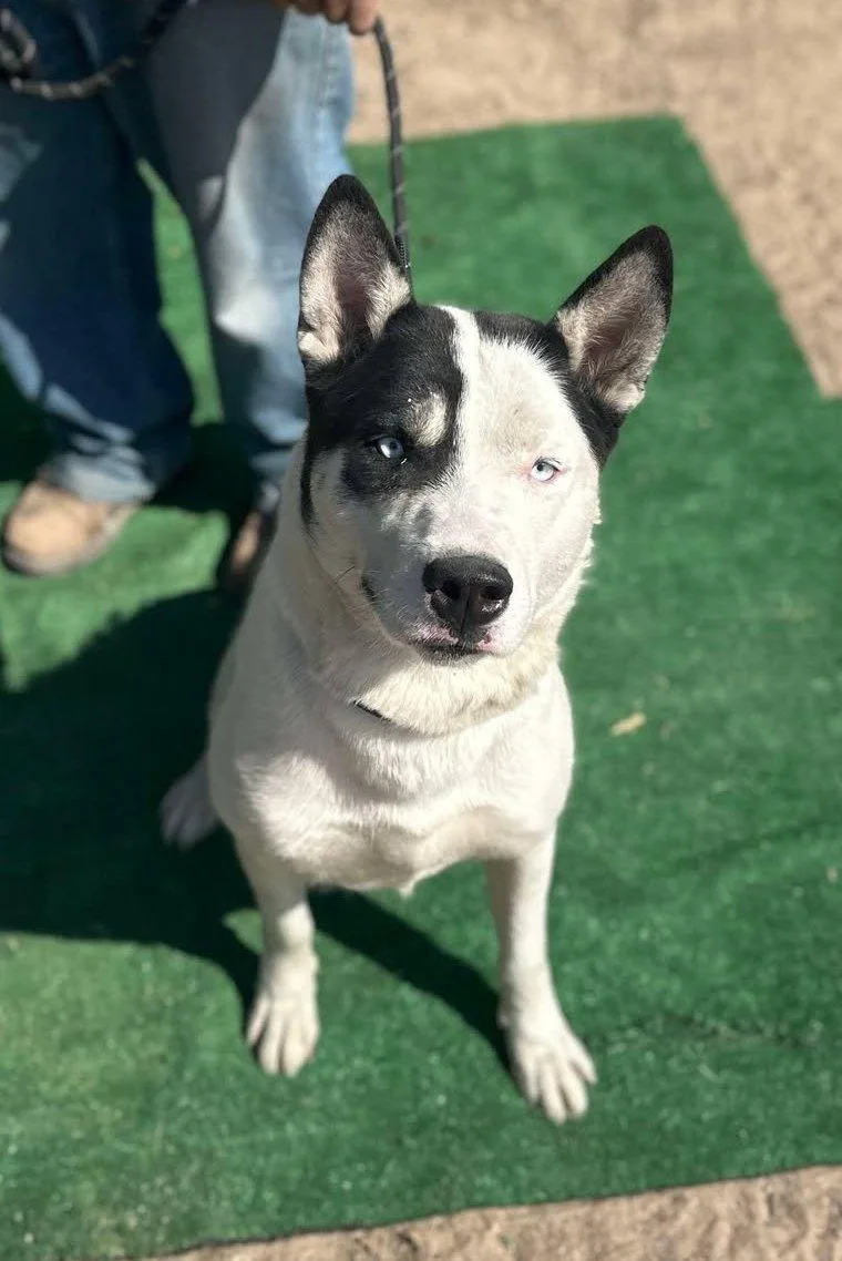 An adult medium-sized male White / Cream Siberian Husky dog named Patch for adoption in Ventura, CA