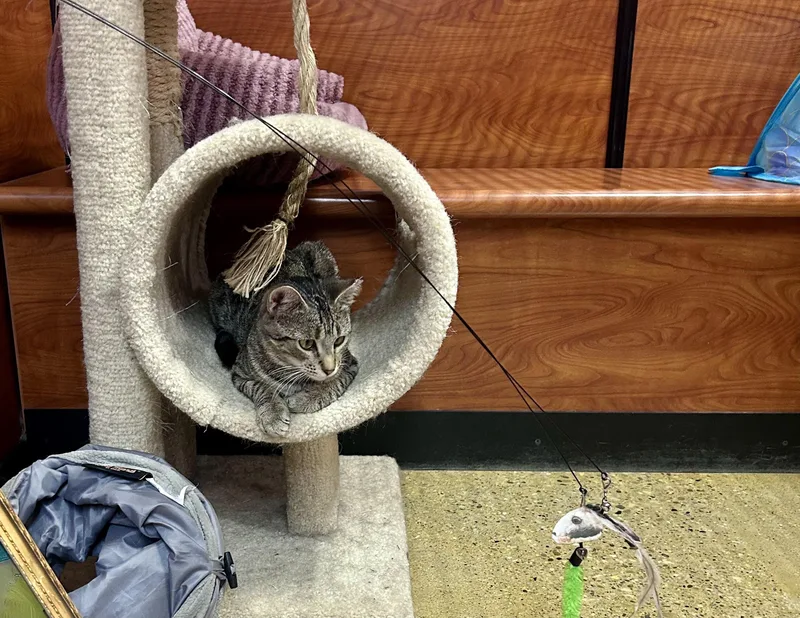 A young medium-sized female Tabby (Brown / Chocolate) Domestic Short Hair cat named Juliette for adoption in Huntley, IL
