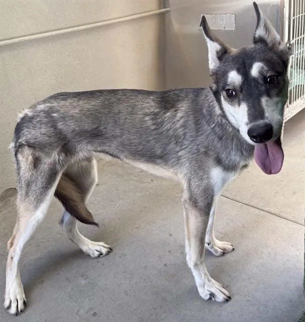 A young small-sized male Siberian Husky dog named Duke for adoption in Lancaster, CA