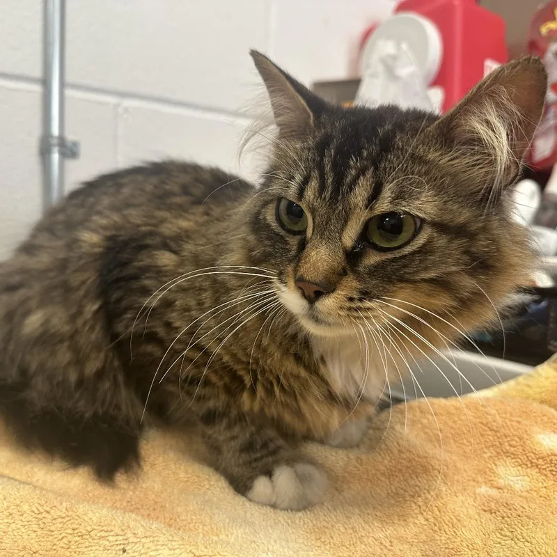 An adult medium-sized female Brown / Chocolate Domestic Medium Hair cat named Cantina Laredo C for adoption in Princeton, MN