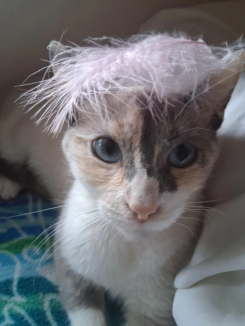 A young small-sized female Cream Point Siamese cat named Mademoiselle for adoption in Grosse Ile, MI