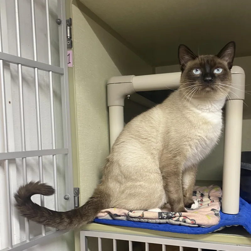 An adult medium-sized male Domestic Short Hair cat named Steve for adoption in Upper Sandusky, OH