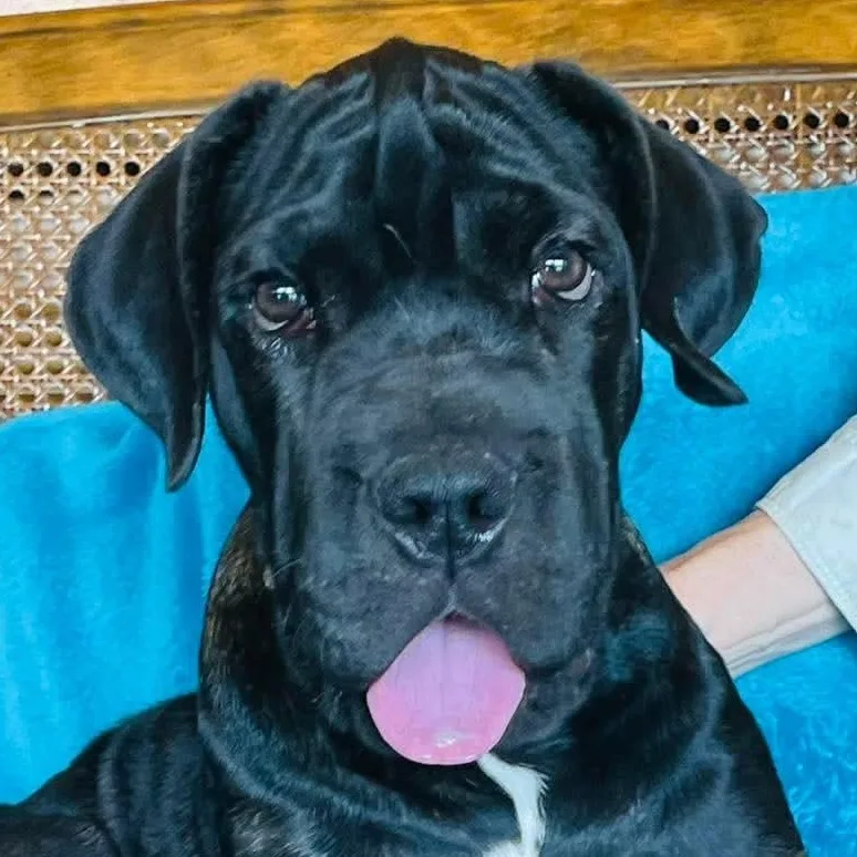 A baby large-sized female Cane Corso dog named Candy Cane for adoption in Boerne, TX