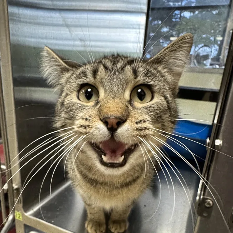 A young medium-sized female Gray / Blue / Silver Domestic Short Hair cat named Snoot for adoption in Palestine, TX