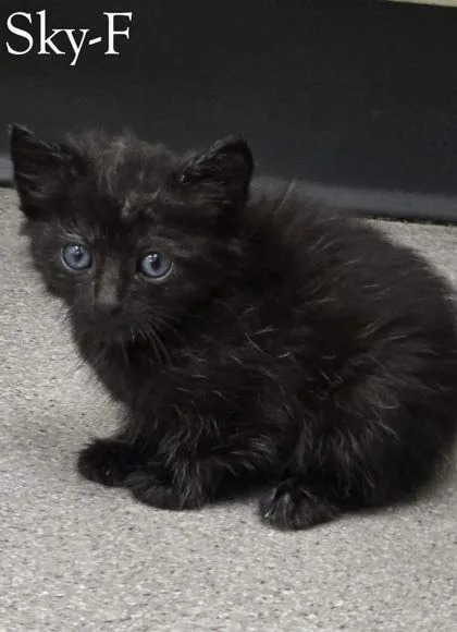 A baby small-sized female Domestic Medium Hair cat named Sky for adoption in Guntersville, AL