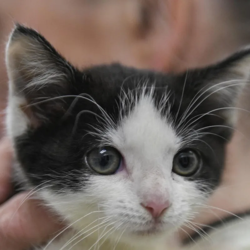 A baby small-sized female White Domestic Short Hair cat named Bronco for adoption in Redwood City, CA