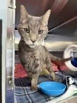 A senior medium-sized male Tabby (Gray / Blue / Silver) Domestic Short Hair cat named Tiger for adoption in Manitowoc, WI