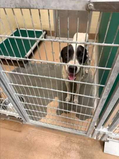 An adult large-sized male Pointer dog named Buddy for adoption in Texas City, TX