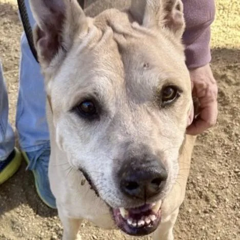 A senior medium-sized male Yellow / Tan / Blond / Fawn Labrador Retriever dog named Austin for adoption in Austin, TX