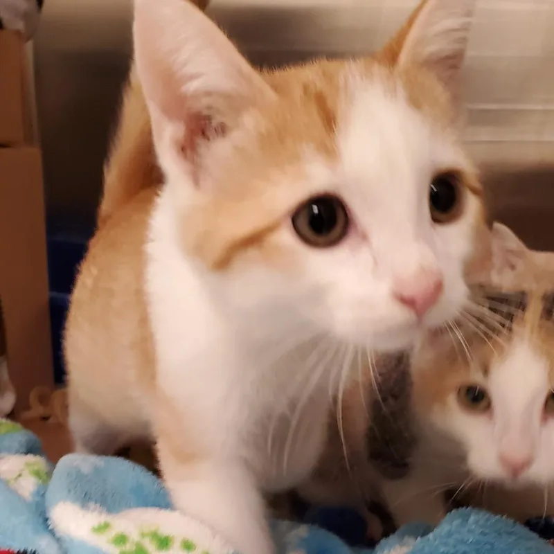 A baby small-sized male Orange / Red Domestic Short Hair cat named Orange Dream for adoption in Novelty, OH