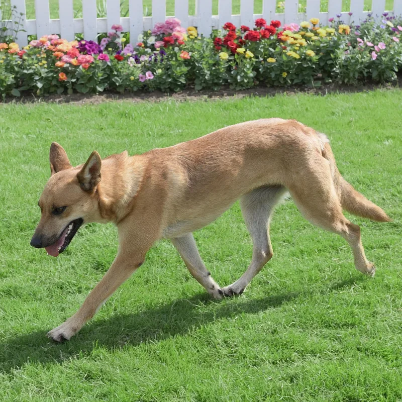 An adult medium-sized female Red / Chestnut / Orange German Shepherd Dog dog named Ginger for adoption in Weatherford, TX