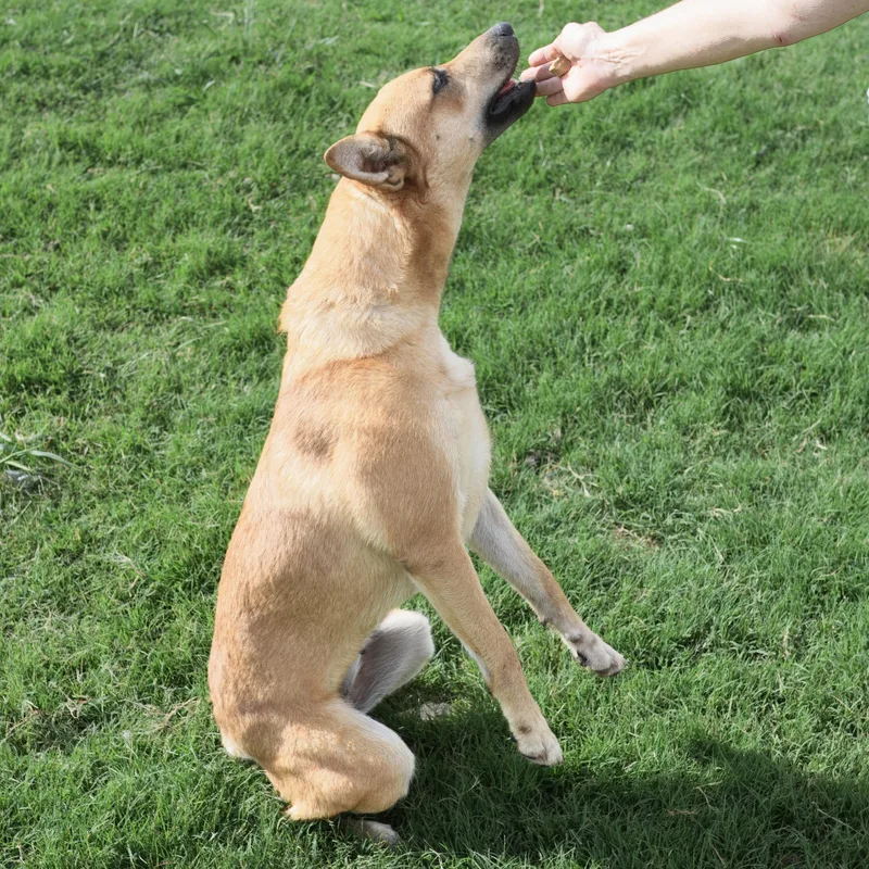 Ginger thumbnail 4