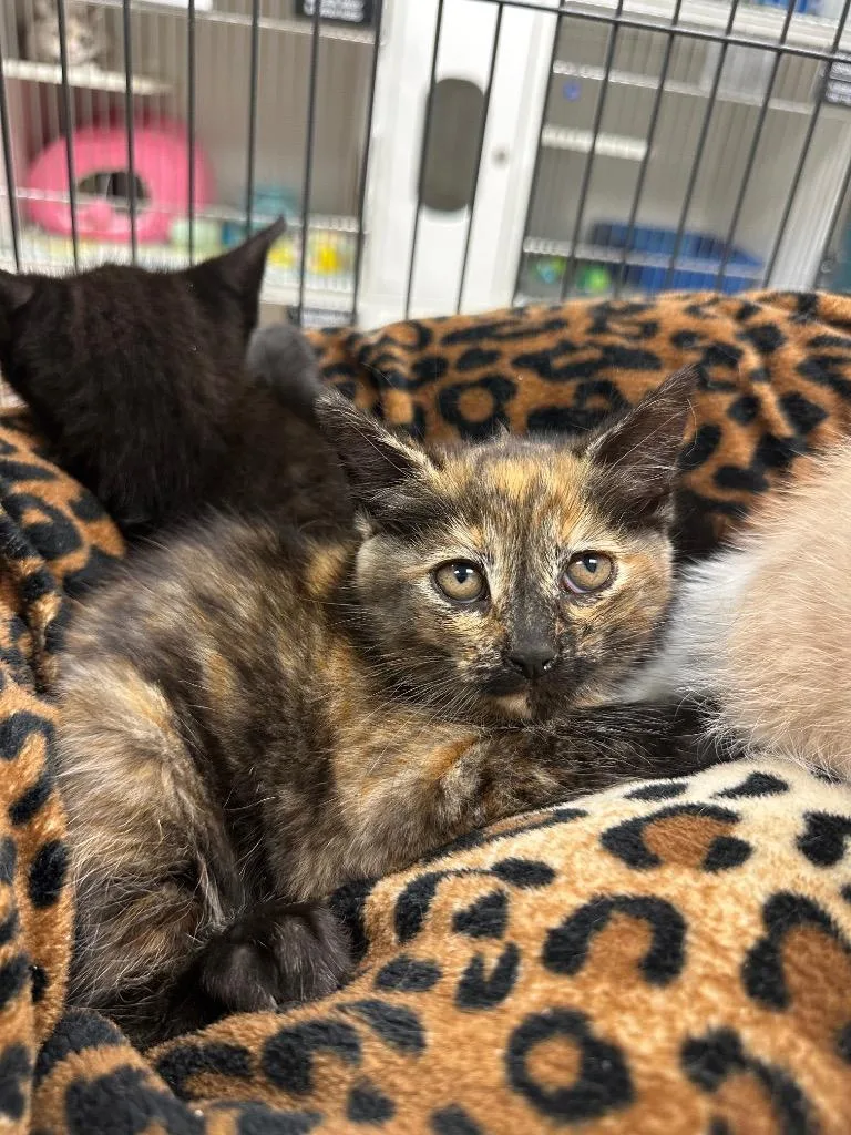 A baby small-sized female Domestic Short Hair cat named Bluebell for adoption in Johnson City, TN