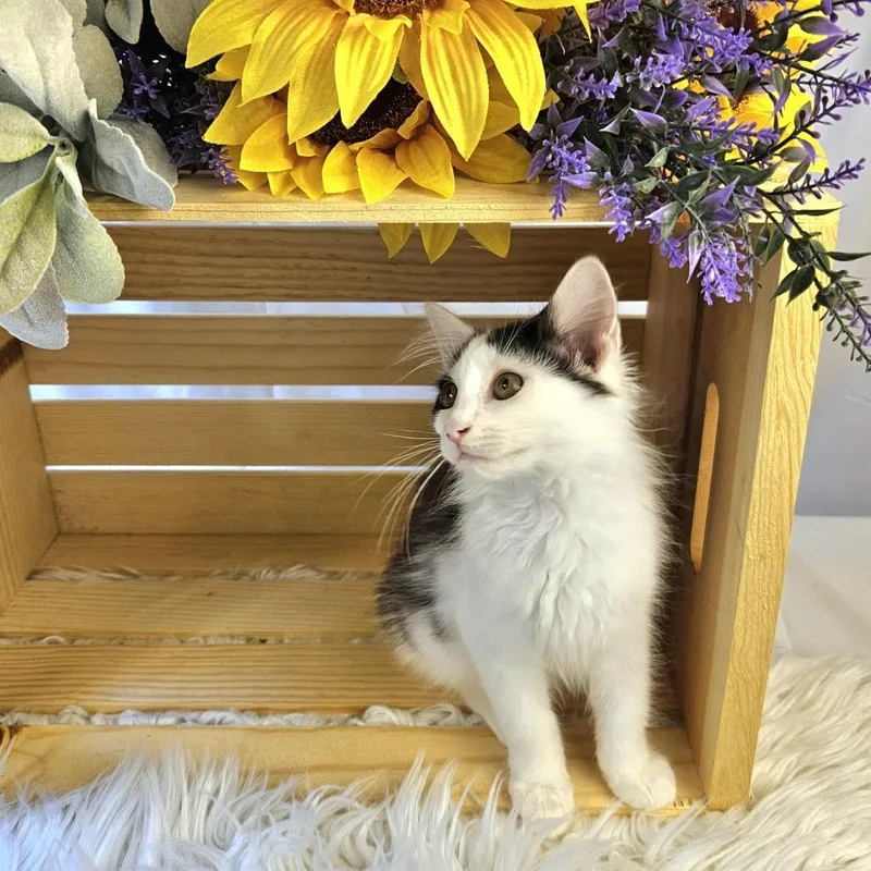 A baby small-sized female White Domestic Medium Hair cat named Beth for adoption in Charlottesville, VA