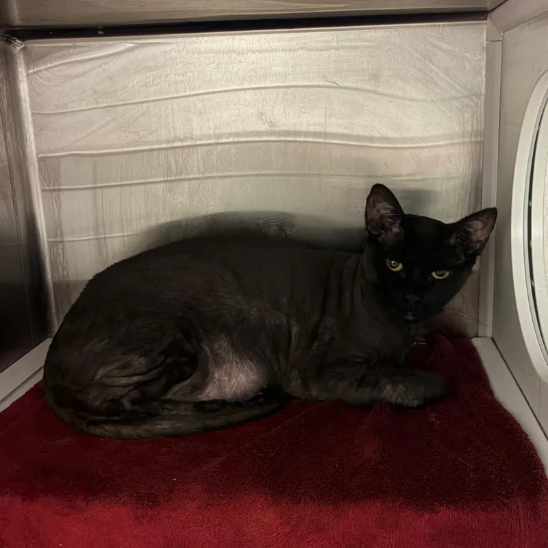 A young large-sized female Black Domestic Long Hair cat named Akasha for adoption in Council Bluffs, IA