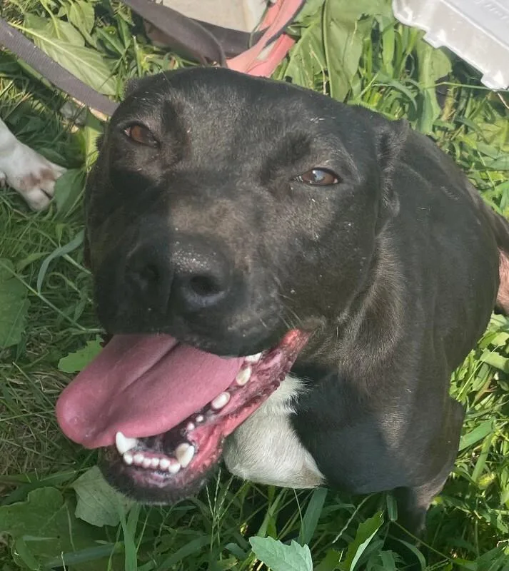 An adult medium-sized female Black Mixed Breed dog named Tiny for adoption in Cincinnati, OH