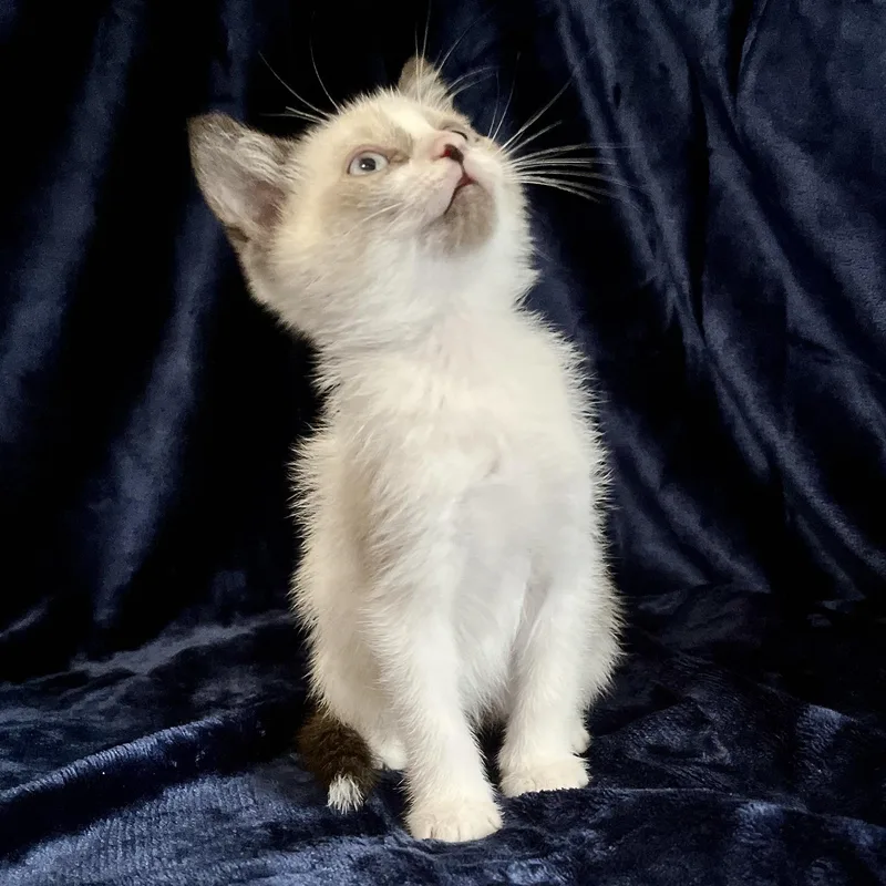 A baby medium-sized male Lilac Point Snowshoe cat named Donnie for adoption in Liverpool, TX