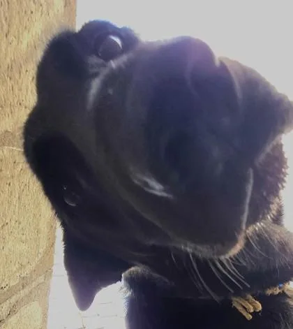 An adult large-sized female German Shepherd Dog dog named Silhouette for adoption in Edgewood, NM