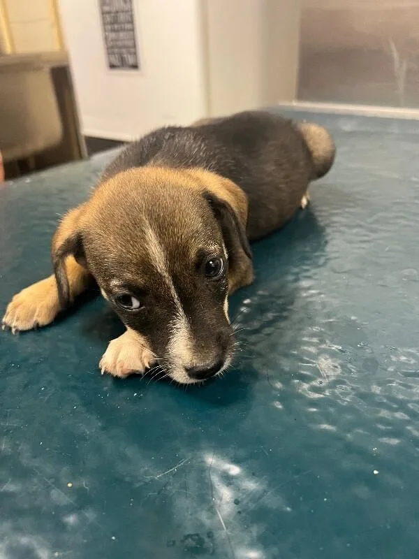 A young medium-sized male Tricolor (Brown, Black, & White) Mixed Breed dog named Nola for adoption in Mobile, AL