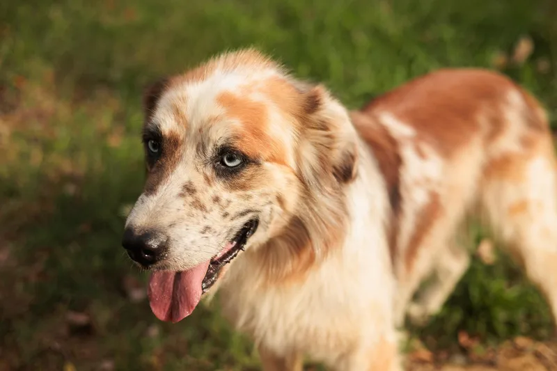 Augustine thumbnail 2