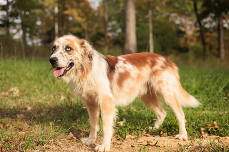 Augustine thumbnail 3