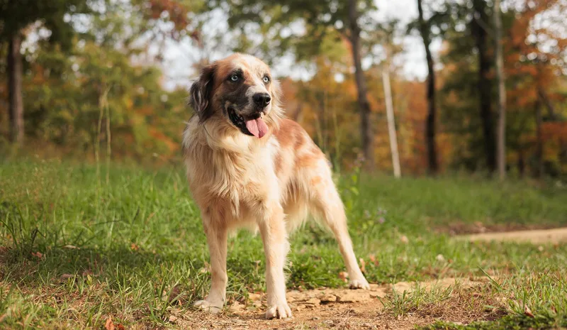 Augustine thumbnail 4