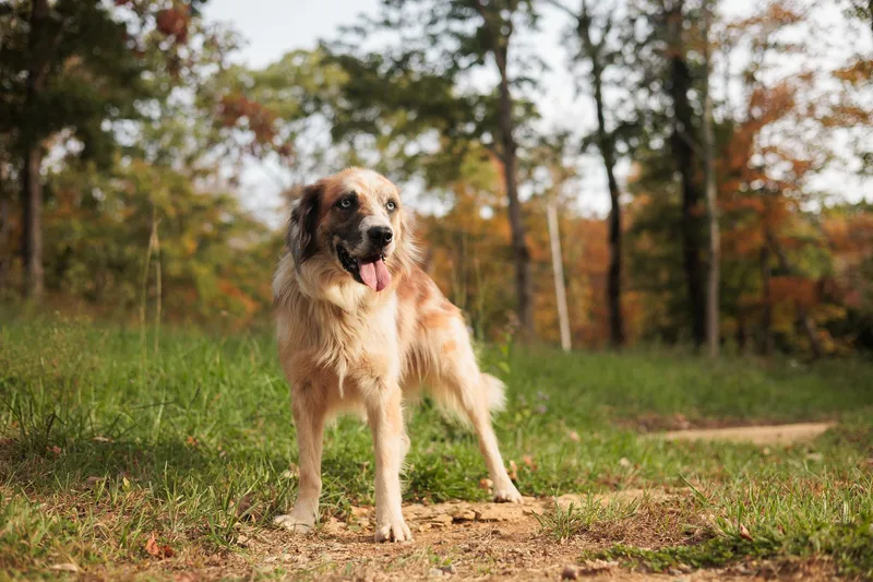 Augustine thumbnail 5