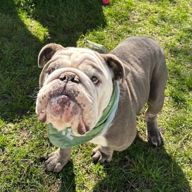 An adult medium-sized male English Bulldog dog named Doughboy for adoption in Logan, UT