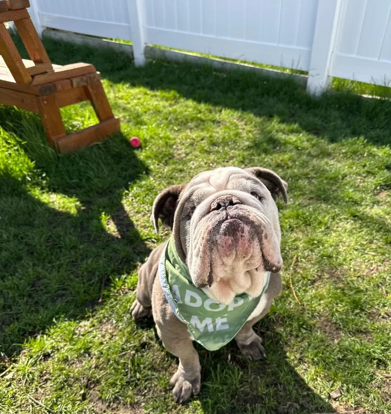 Doughboy thumbnail 2