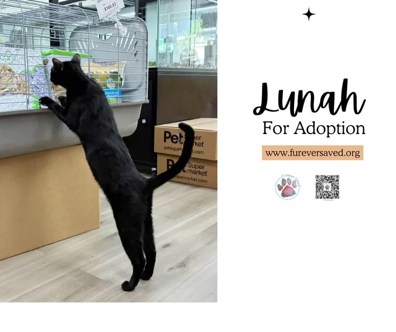 A young small-sized female Black Domestic Short Hair cat named Lunah for adoption in Miami, FL