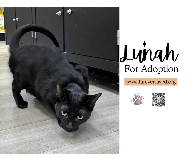 Lunah thumbnail 3